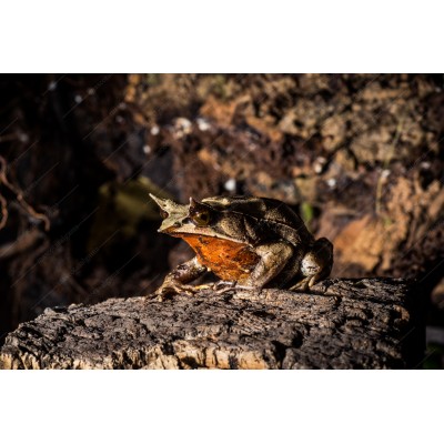 Rana cornuda hoja - Megophrys Nasuta 